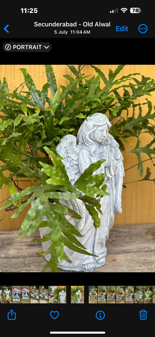 evergreen angel
