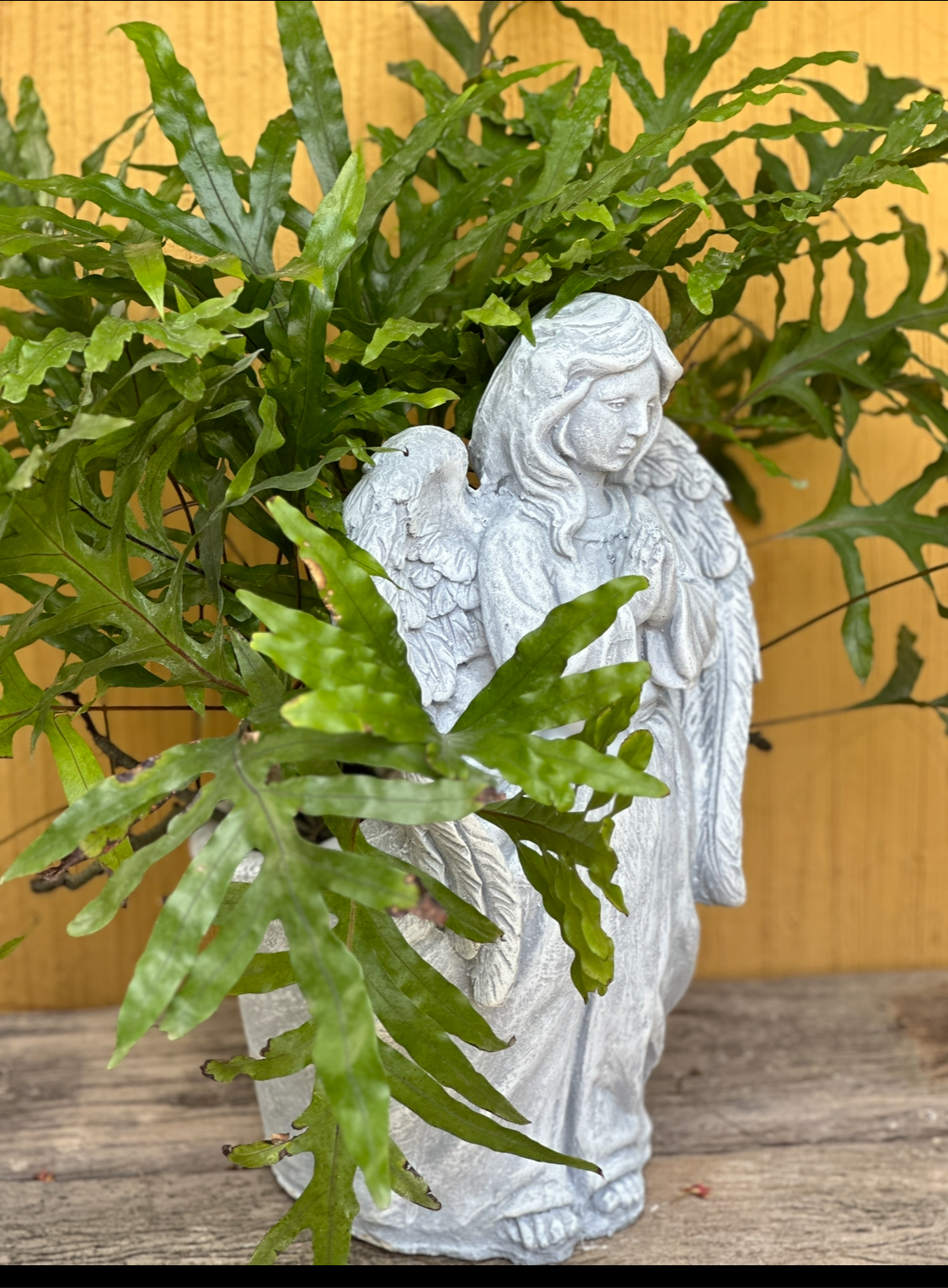 evergreen angel